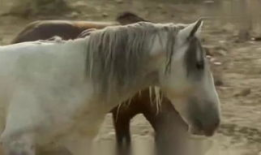 马与驴交配视频,揭秘跨物种繁殖的神秘面纱
